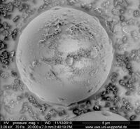 3.08_Palas PMMA10_20000x_2kV_010.jpg