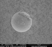 3.10_Palas PMMA30_4000x_2kV_006.jpg